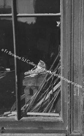 THE CHURCH SPIRES OF DROGHEDA CAT IN WINDOW